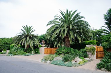 bazı güzel kesilmiş çalılar ve çiçekler