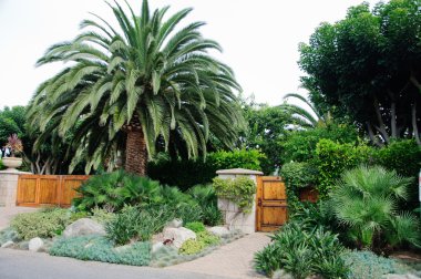 bazı güzel kesilmiş çalılar ve çiçekler