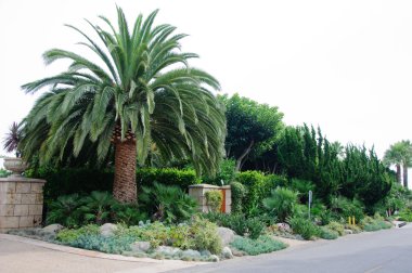 bazı güzel kesilmiş çalılar ve çiçekler