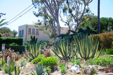 bazı güzel kesilmiş çalılar ve çiçekler