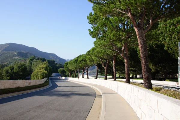 Strada di campagna che attraversa il vicolo alberato — Foto Stock