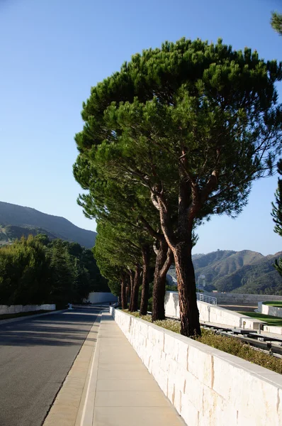 Route de campagne traversant une allée d'arbres — Photo