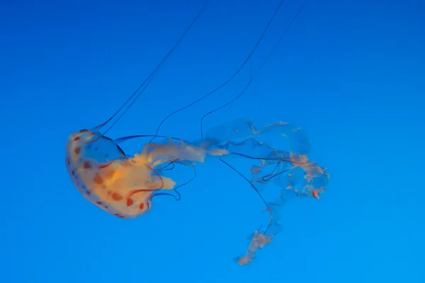 Meduse nell'oceano — Foto Stock