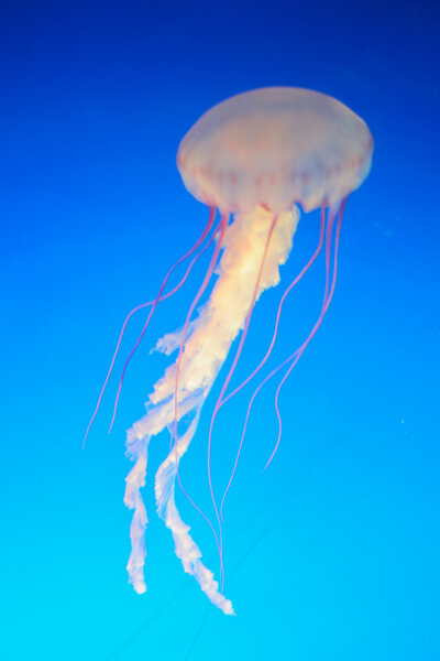 Jellyfish in the ocean