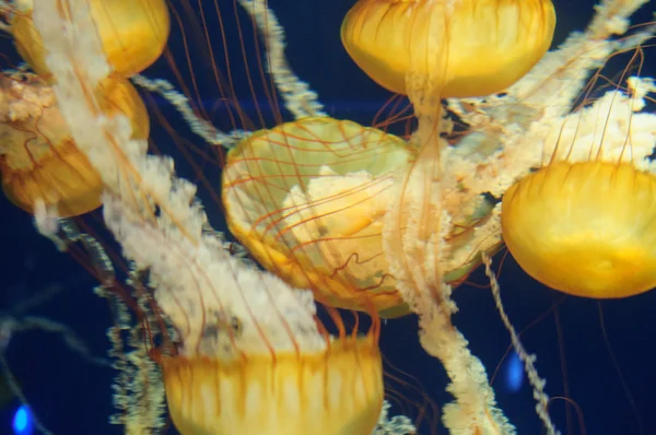 Medúza az óceánban — Stock Fotó