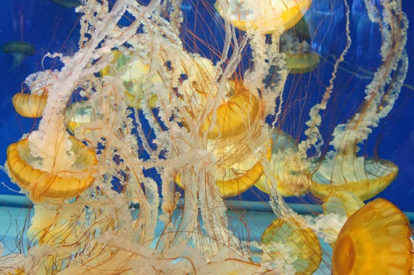 Медуза в океані — стокове фото
