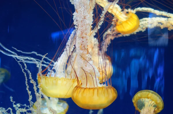 Meduse nell'oceano — Foto Stock