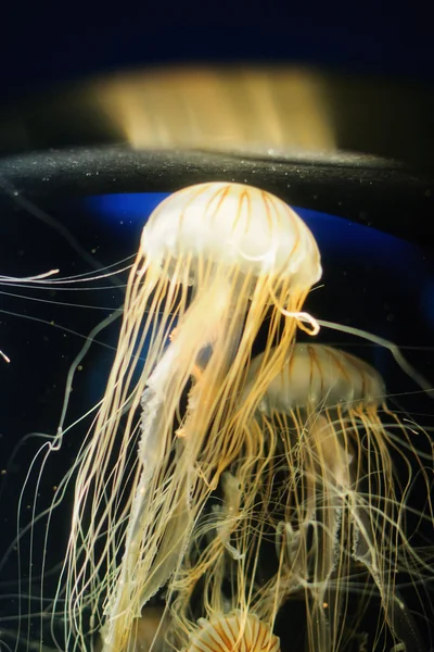 Meduse nell'oceano — Foto Stock