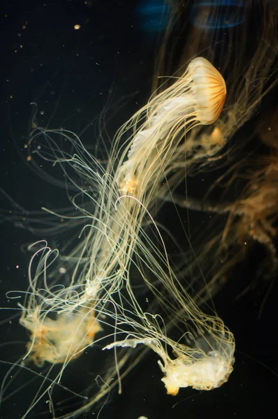 Медузы в океане — стоковое фото
