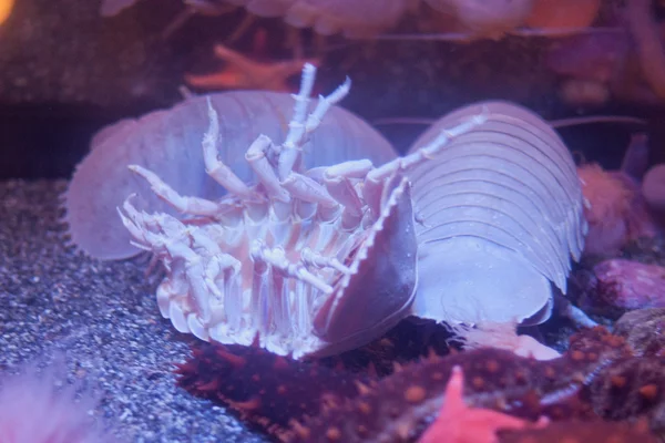Dev isopod veya bathynomus giganteus Okyanusu — Stok fotoğraf