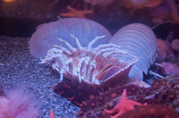 Dev isopod veya bathynomus giganteus Okyanusu