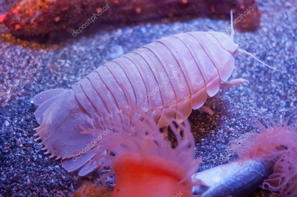 Giant isopod or bathynomus giganteus in the ocean — Stock Photo