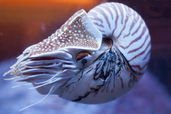 Nautilus pompilius veya chambered nautilus, bir cephalopods olduğunu — Stok fotoğraf