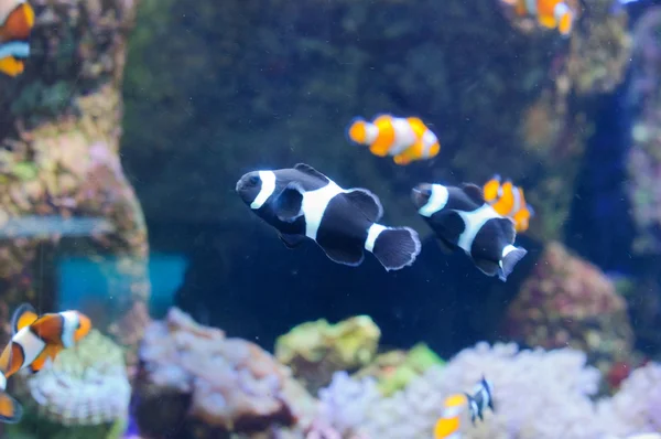 Clown Anemonefish underwater photo of tropical fish — Stock Photo, Image