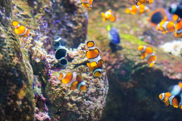 Palyaço tehlikede sualtı fotoğraf tropikal balık — Stok fotoğraf