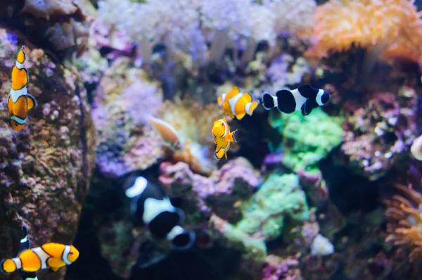 Clown Anemonefish underwater photo of tropical fish — Stock Photo, Image