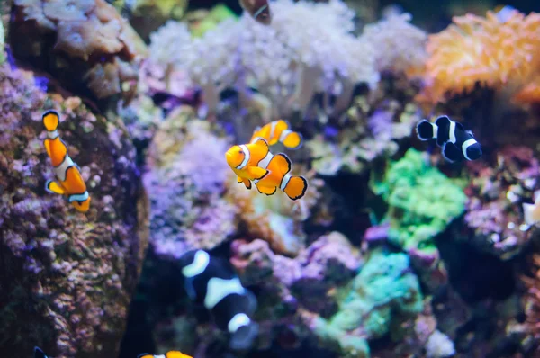 Clown Anemonefish underwater photo of tropical fish — Stock Photo, Image