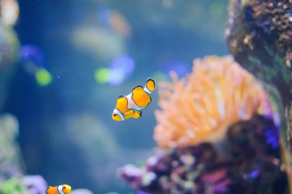 Clown Anemonefish underwater photo of tropical fish — Stock Photo, Image