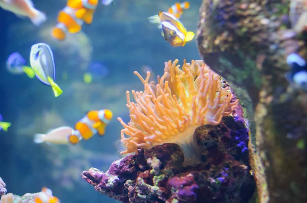 Clown Anemonefish underwater photo of tropical fish — Stock Photo, Image