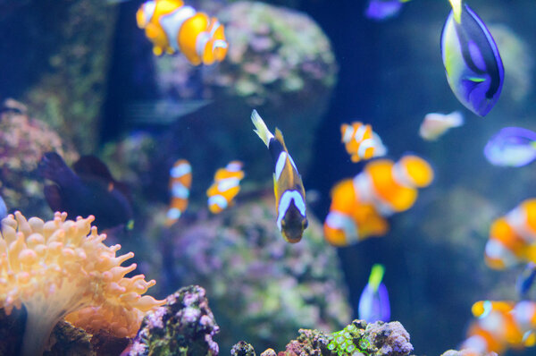 Клоун Anemonfish подводное фото тропических рыб
