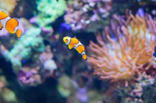 Clown Anemonefish underwater photo of tropical fish — Stock Photo, Image