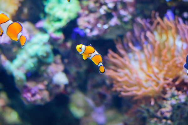 Клоун Anemonfish подводное фото тропических рыб
