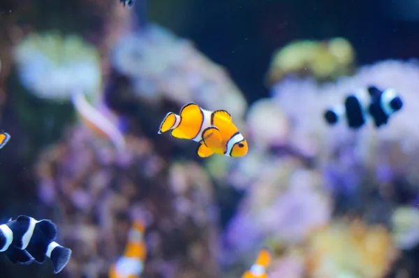 Clown Anemonefish underwater photo of tropical fish — Stock Photo, Image