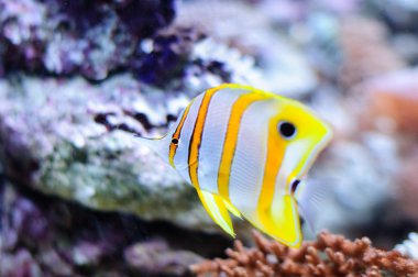Bakır butterflyfish karşı mercan akvaryum