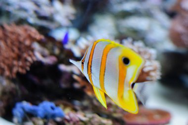 Bakır butterflyfish karşı mercan akvaryum