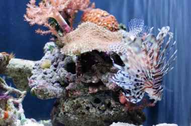 Çok güzel kırmızı lionfish mercan karşı