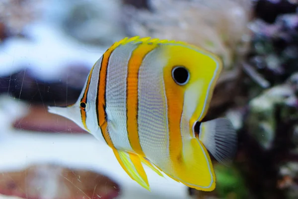 Koppar fjärilsfisk i akvariet mot coral — Stockfoto