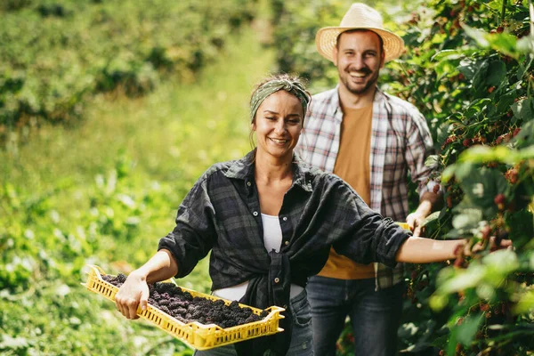 Pria Dan Wanita Bahagia Dengan Blackberry Segar Memilih Kebun — Stok Foto