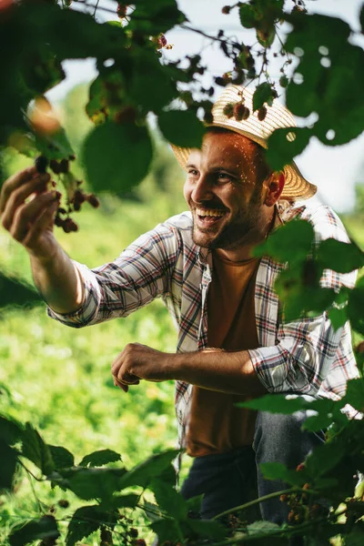 Szczęśliwy Człowiek Zbieranie Jeżyn Ogrodzie — Zdjęcie stockowe