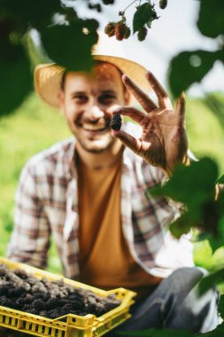 Hasır şapkalı yakışıklı çiftçi çiftlikte böğürtlen topluyor.
