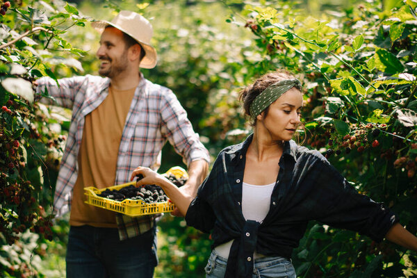 young couple harvesting blackberries in garden