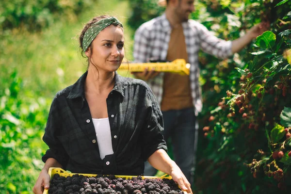 Pasangan Muda Panen Blackberry Kebun — Stok Foto