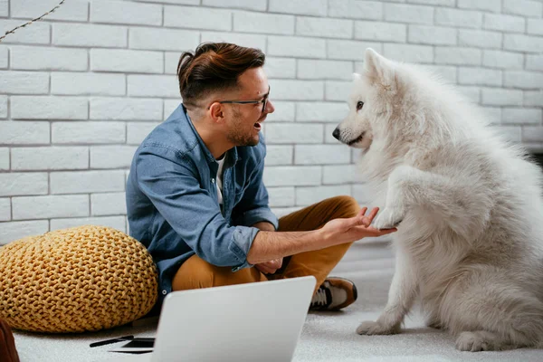 人在笔记本电脑上和他的狗在地板上玩耍 男人和萨莫伊犬玩耍 — 图库照片