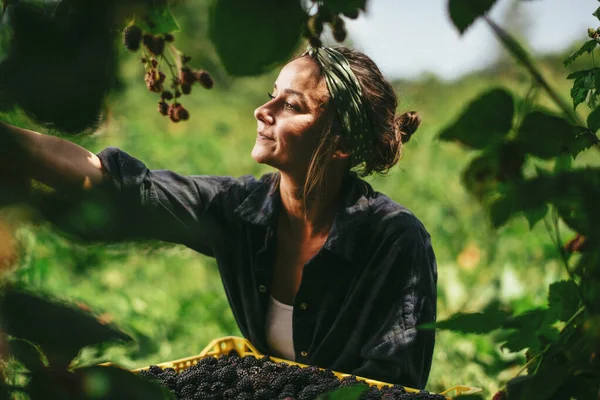 Młoda Kobieta Zbierająca Jeżyny Plantacji — Zdjęcie stockowe