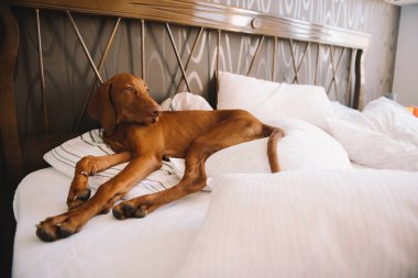 Yatakta yatan av köpeğinin portresi