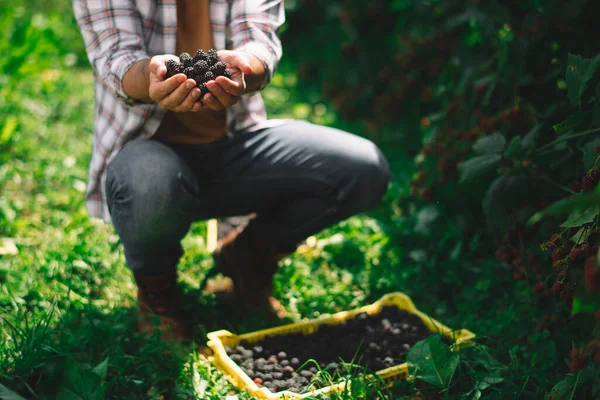 Organiczne Owoce Rolnicy Mają Ręce Świeżo Zebranymi Owocami Świeże Organiczne — Zdjęcie stockowe