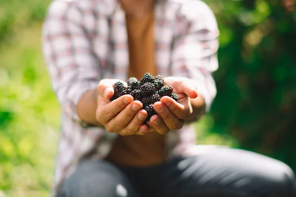 Buah Organik Petani Tangan Dengan Buah Yang Baru Dipanen Blackberry — Stok Foto