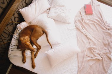 Yatakta yatan av köpeğinin portresi