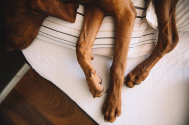 Yatakta yatan av köpeğinin portresi