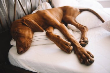 Yatakta yatan av köpeğinin portresi