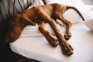 Yatakta yatan av köpeğinin portresi