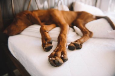 Yatakta yatan av köpeğinin portresi