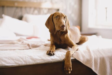 Yatakta yatan av köpeğinin portresi