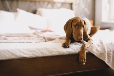 Yatakta yatan av köpeğinin portresi