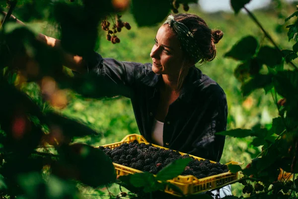 Młoda Kobieta Zbierająca Jeżyny Plantacji — Zdjęcie stockowe