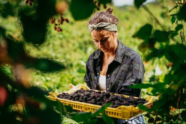 Młoda Kobieta Zbierająca Jeżyny Plantacji — Zdjęcie stockowe